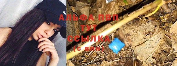 индика Сосновоборск